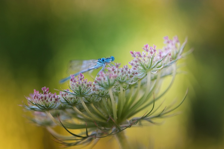 modroočko...