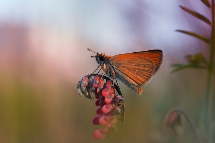 🦋