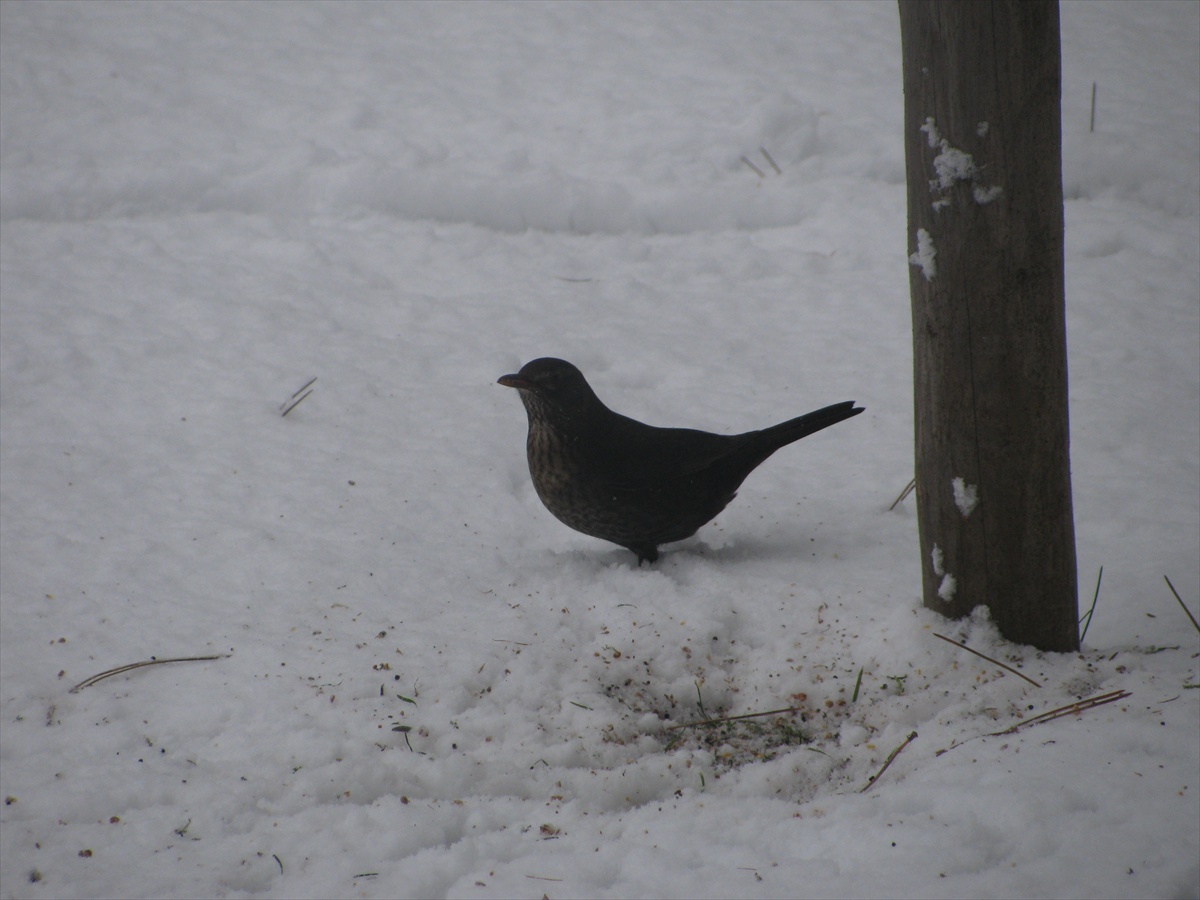Vtáčik v snehu