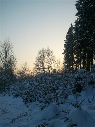 Zimný les