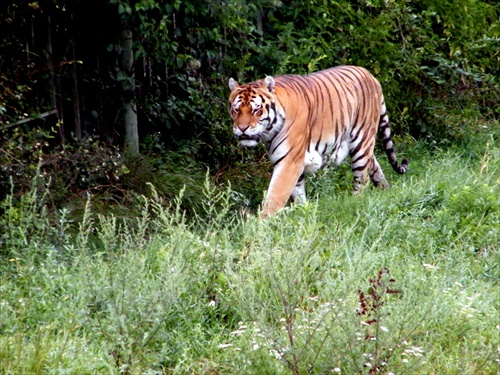 tiger na prechádzke :)