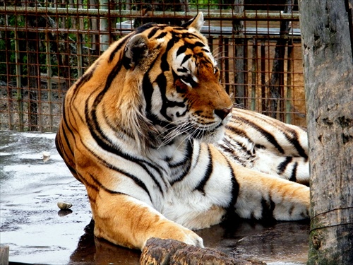 sibírsky tiger