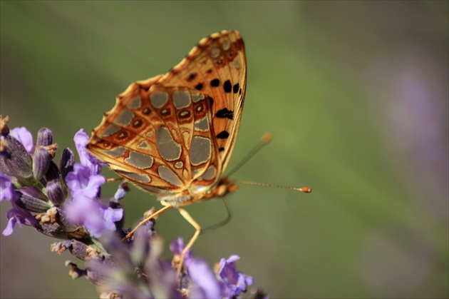 Motýľ od Klimta