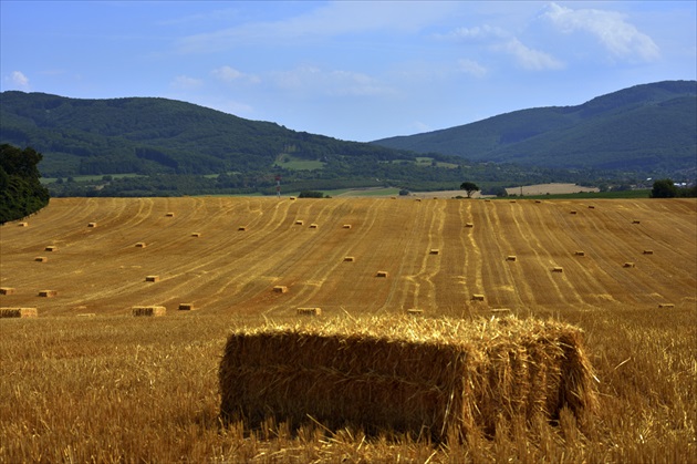 Nevážil sis mě, po žních pujdeš k Turkovi