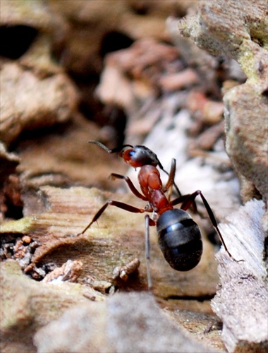 mravcisko