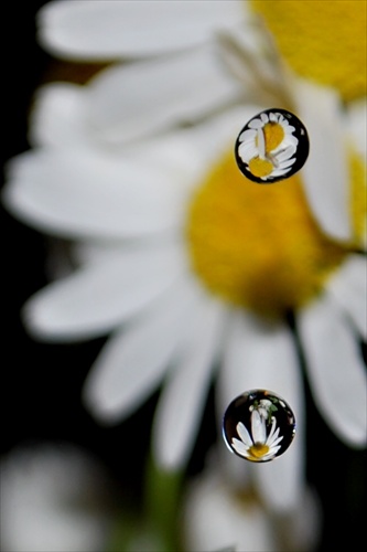 kvapky, male zrkadielka kvetin