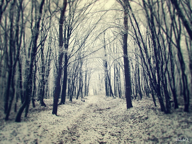 Decembrový les