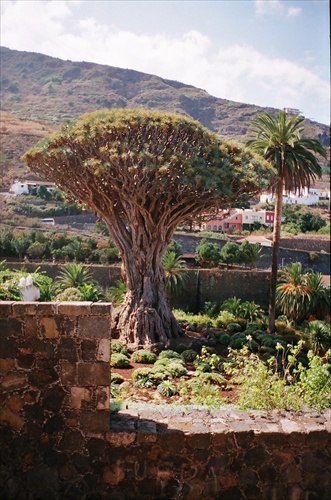 Dračí strom - Tenerife