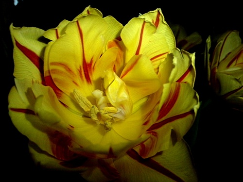 Rozkvitnutý tulipán