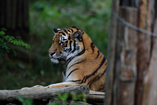 Tigrík