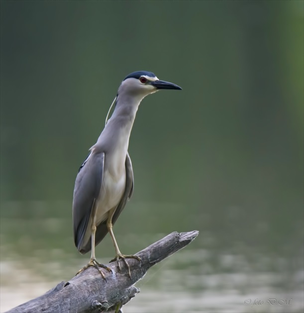 Nycticorax nycticorax