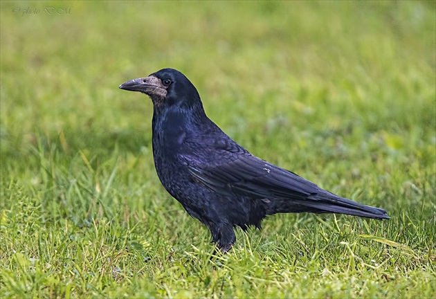 Havran čierny(corvus frugilegus)