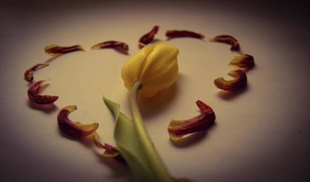 Love in tulip