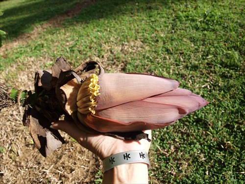 Kvet banánovníka, Dominikánska republika