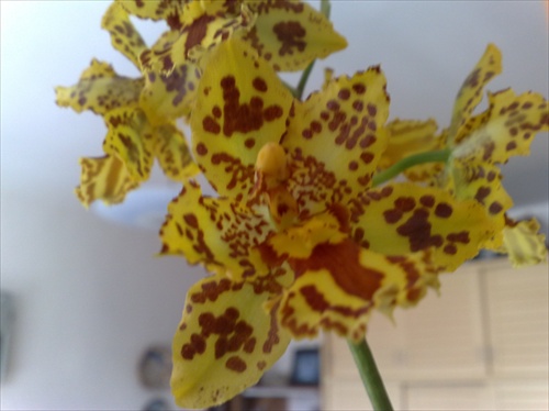 orchidejka