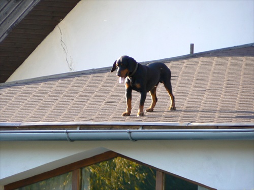 pes na streche