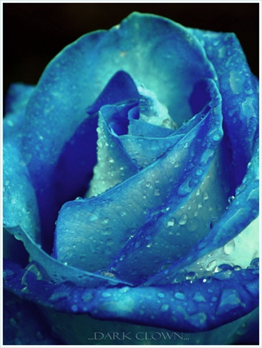 ...blue rose...