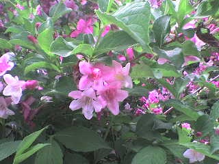 ružový kvet
