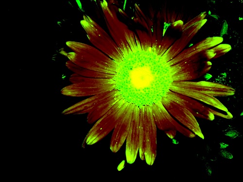 Abstrakt-Aj kvety žiaria dobrom