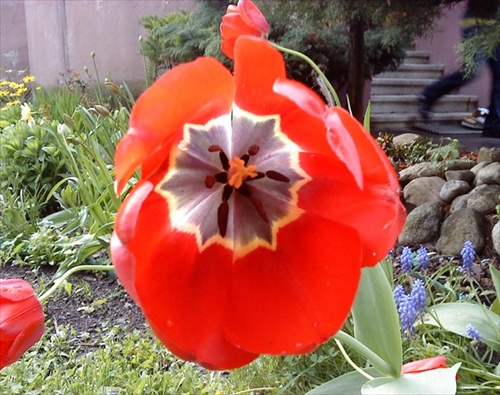 tulipanik