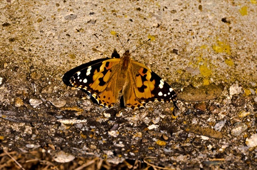 motýľ