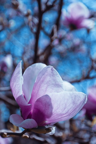 pink magnolias