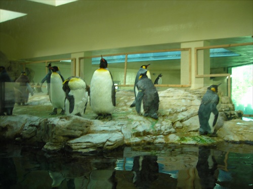 iný druh tučniakov