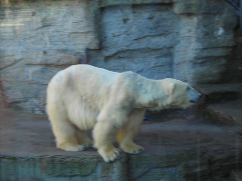 Polárny medveď