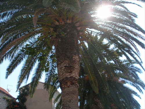 palma a slnko