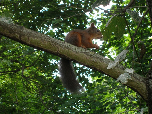 veverička II