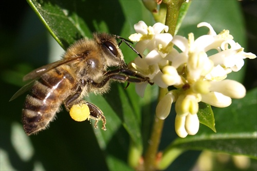 Včielka s peľom
