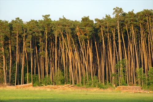 Ako končia naše lesy =//