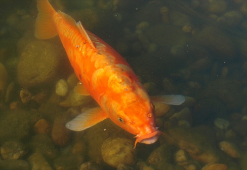 Oranžová ryba