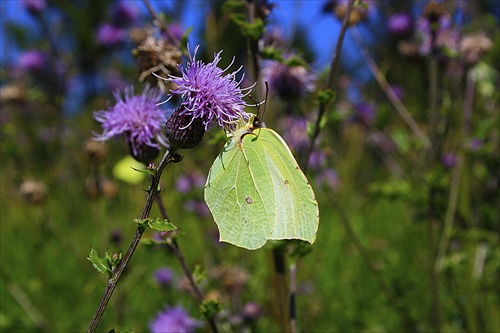 Motyl