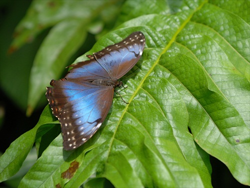 Nádherný motýl