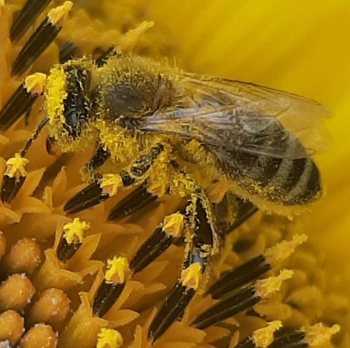 včielka v práci