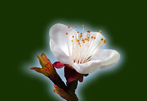 Kvet marhule