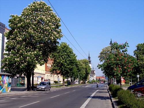 Kvitnúce gaštany 3