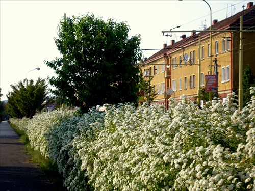 Živý plot