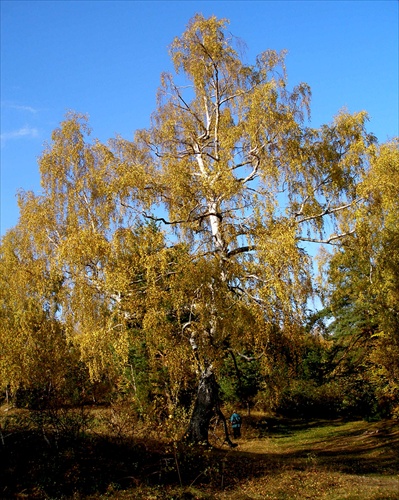Stará breza