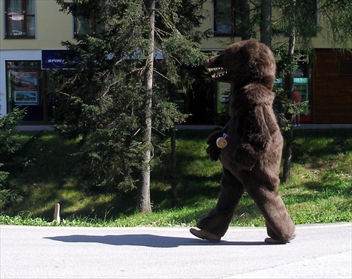 Medveď v Tatrách 1