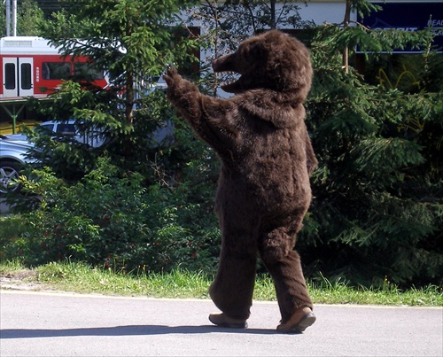 Medveď v Tatrách 5
