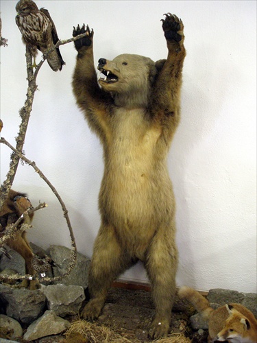 Medveď v Tatrách 6