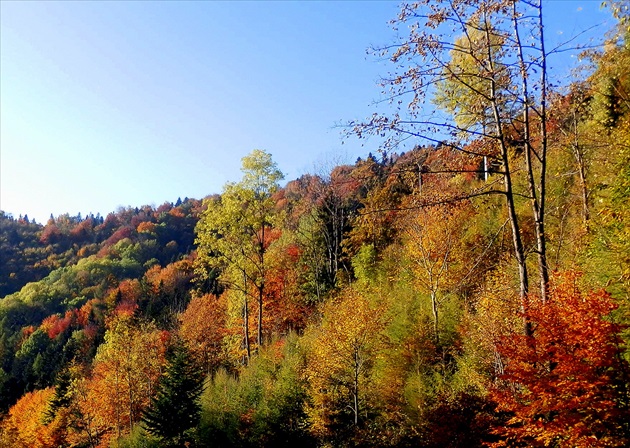 Farby lesa v jeseni 2