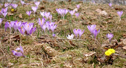 Jar v Tatrách