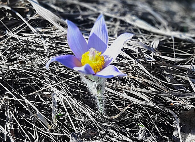 Poniklec veľkokvetý - jedinec