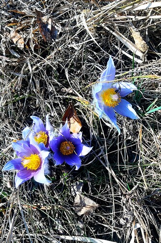 Poniklec veľkokvetý - skupina