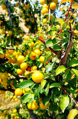 Myrobalán ( Prunus cerasifera )