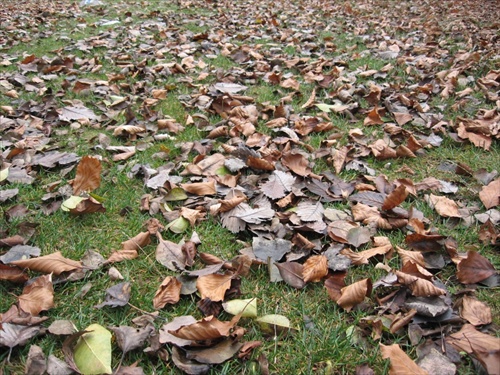 koberec z listia