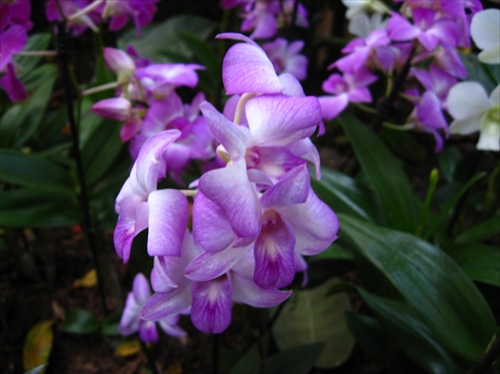 fialova orchidea